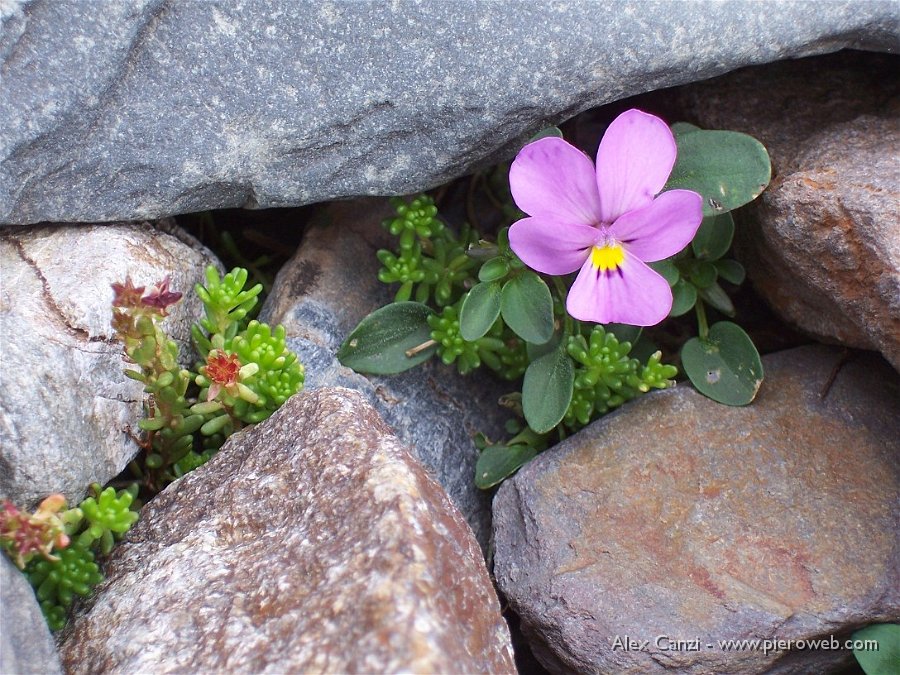 08 Viola Comollia (Viola di Comolli).JPG